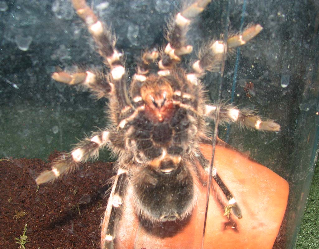 Acanthoscurria Sp.