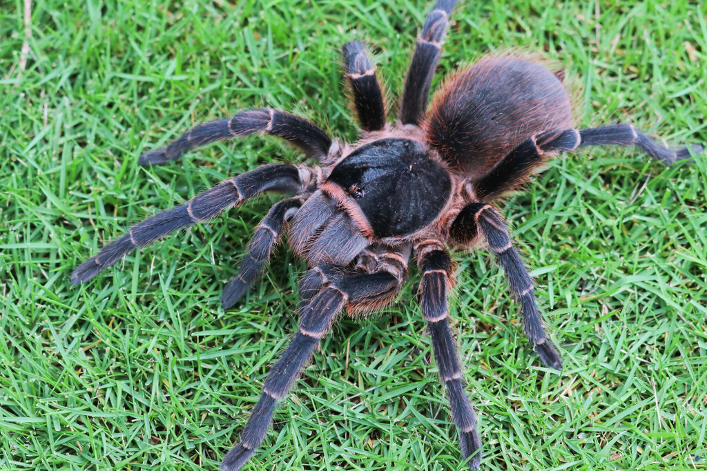 Acanthoscurria sp.