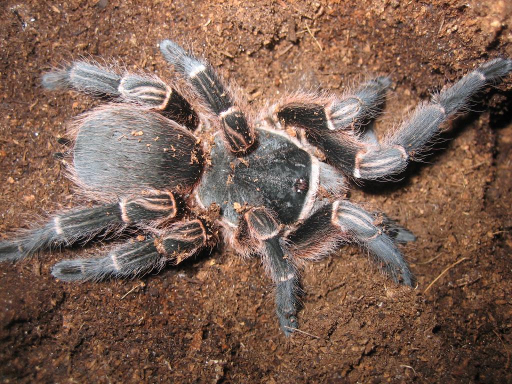 Acanthoscurria spp. possibly musculosa or insubtilis