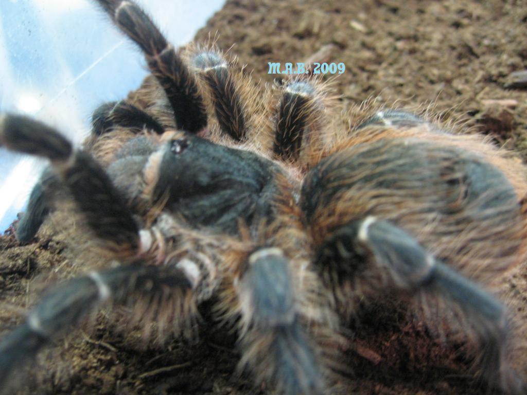 Acanthoscurria sternalis