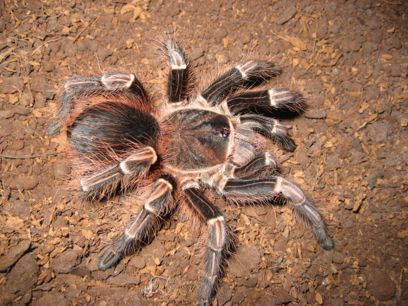 Acanthoscurria?