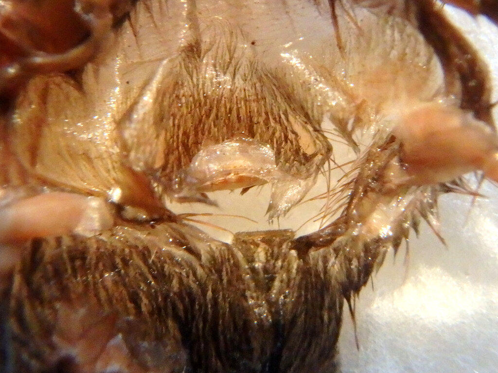 acanthoscurria_geniculata_molt.jpg