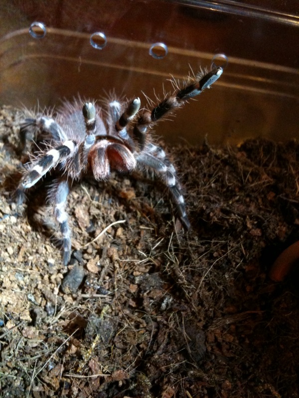 Accanthoscurria geniculata "Flicker" 08/15/09