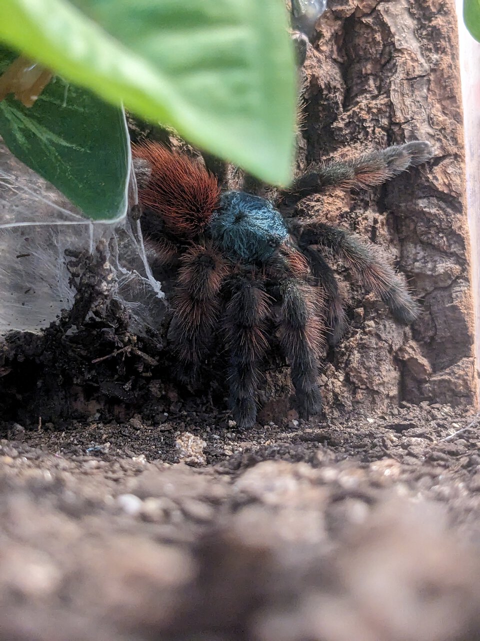 Adult C. versicolor "Blue"