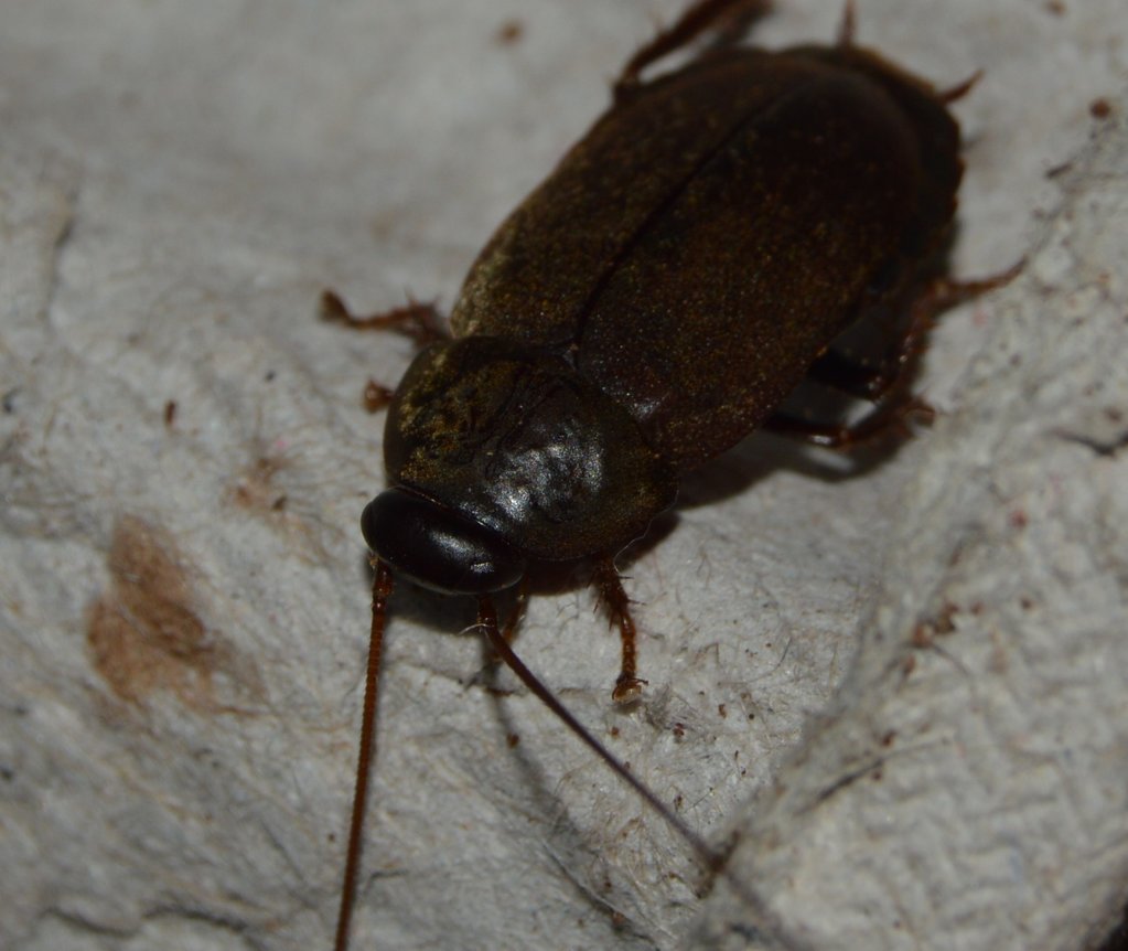 Adult Diploptera punctata(Pacific Beetle Mimic Roach)