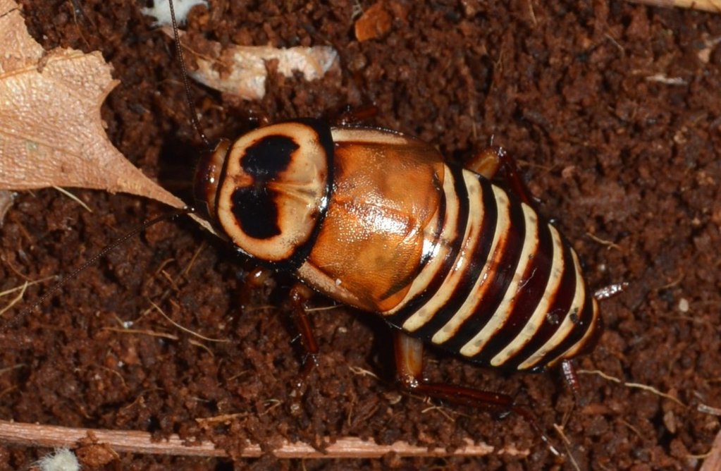Adult Eurycotis decipiens(Zebra Roach)