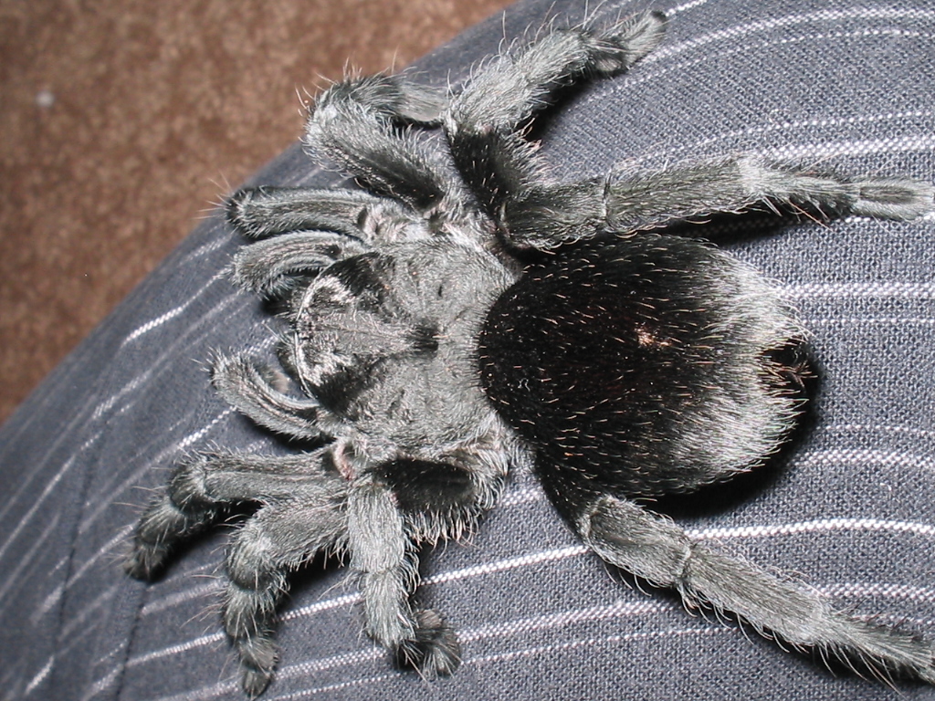 Adult F. G.pulchra