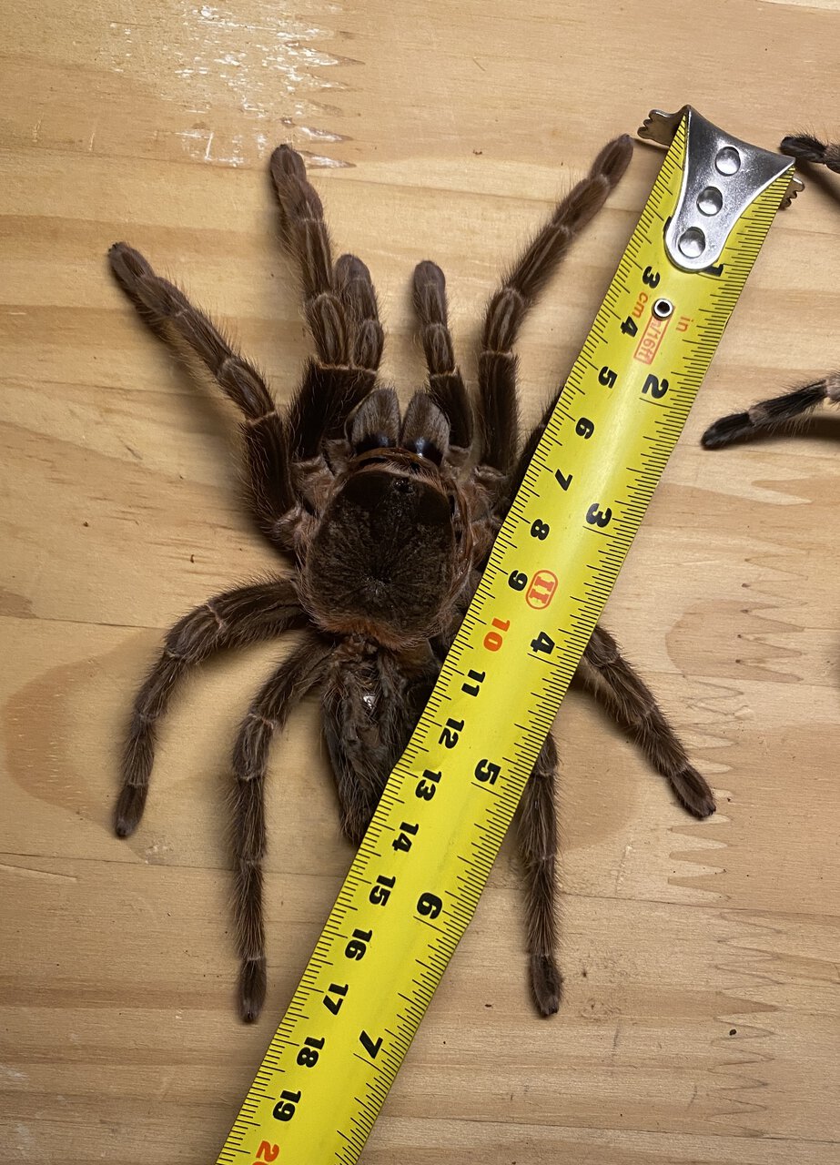 Adult female Acanthoscurria paulensis size