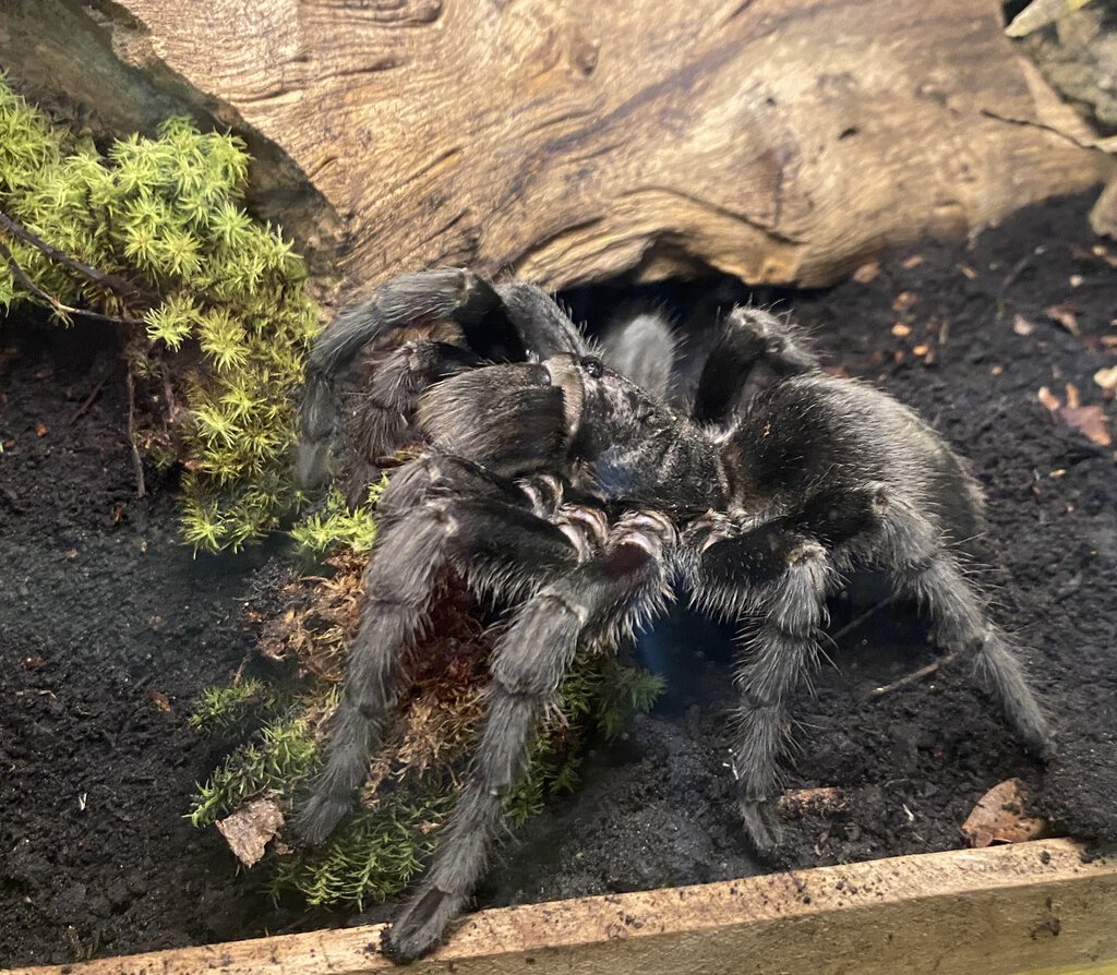 Adult female Grammostola quirogai