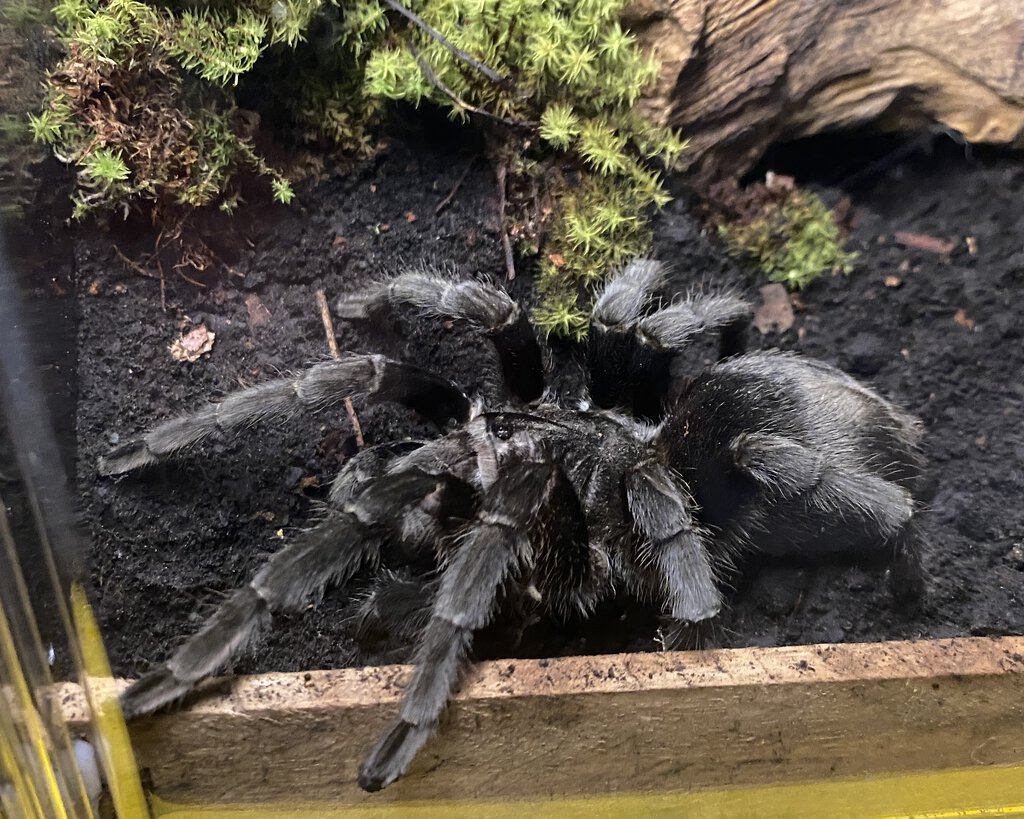 Adult female Grammostola quirogai