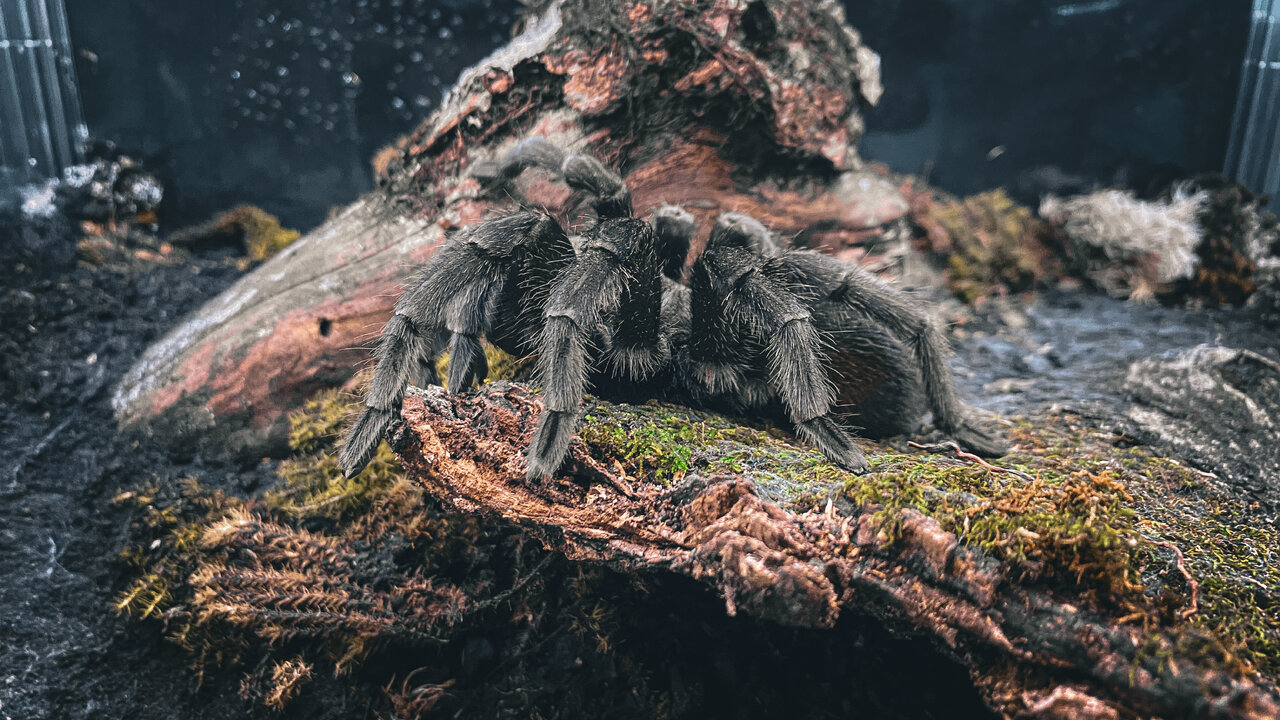 Adult female Grammostola quirogai