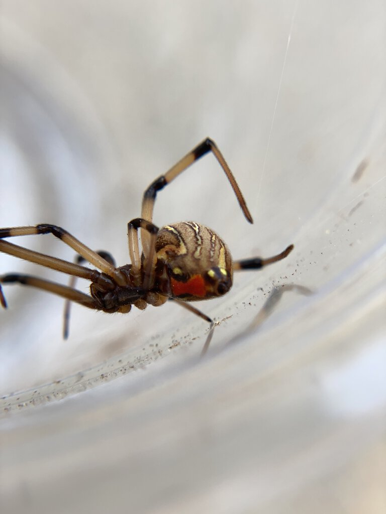 Adult Female Latrodectus Geometricus