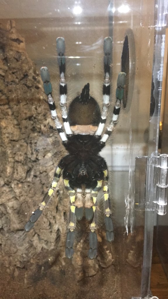 Adult female P. Regalis