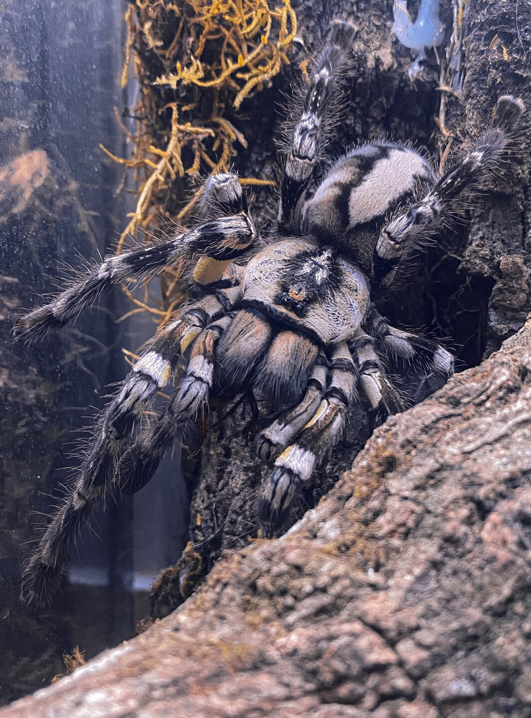 Adult female P. regalis