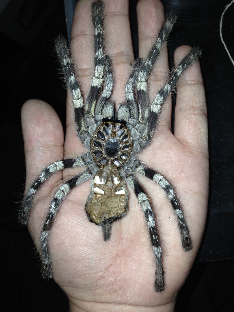 Adult Female P. striata Molt