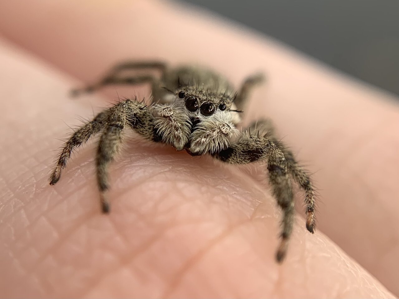 Adult Female Platycryptus undatus