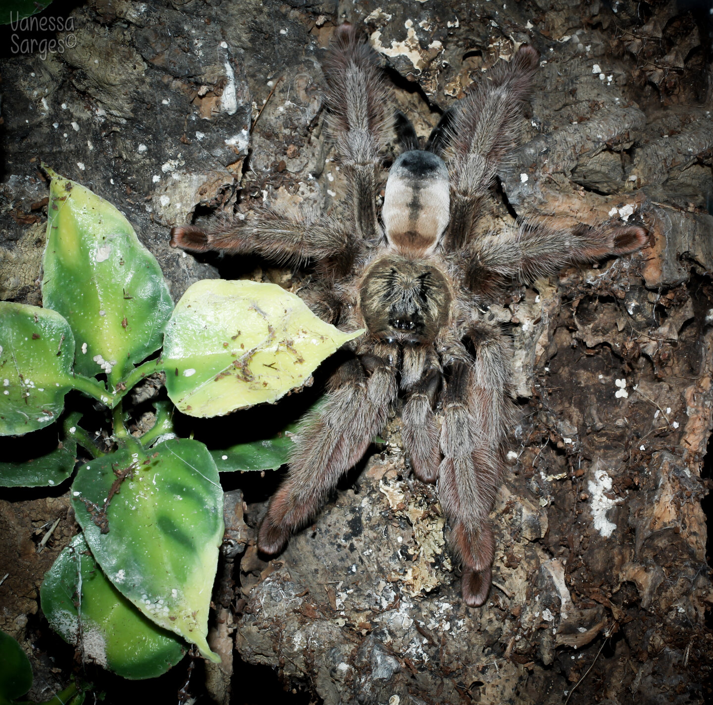 Adult Female Psalmopoeus pulcher - ~5"