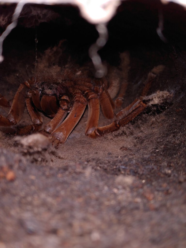 Adult female stirmi, going to molt today