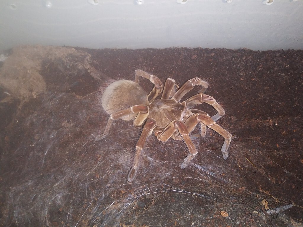 Adult female T.stirmi