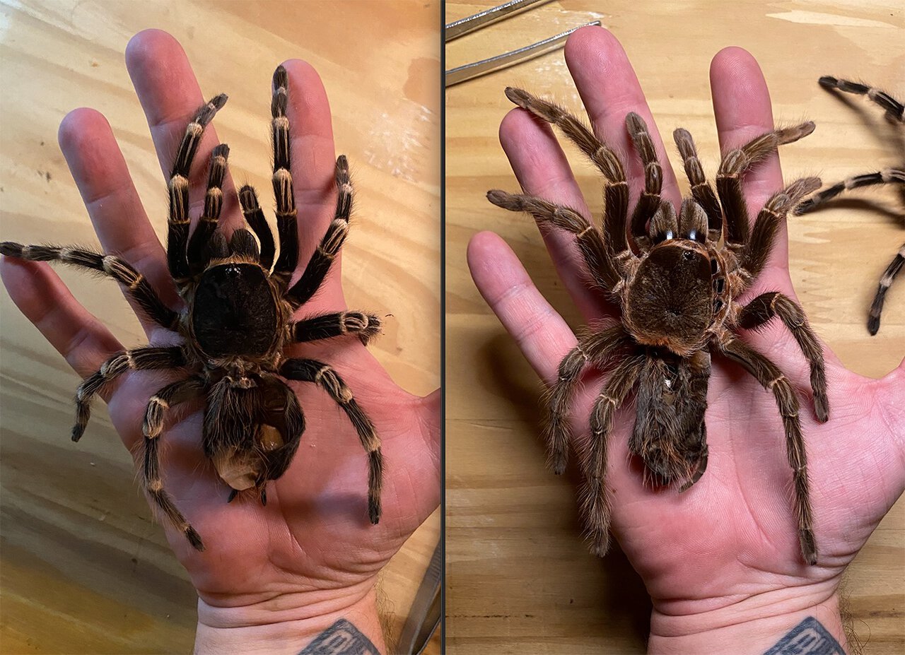 Adult females Acanthoscurria: geniculata on the left, paulensis on the right