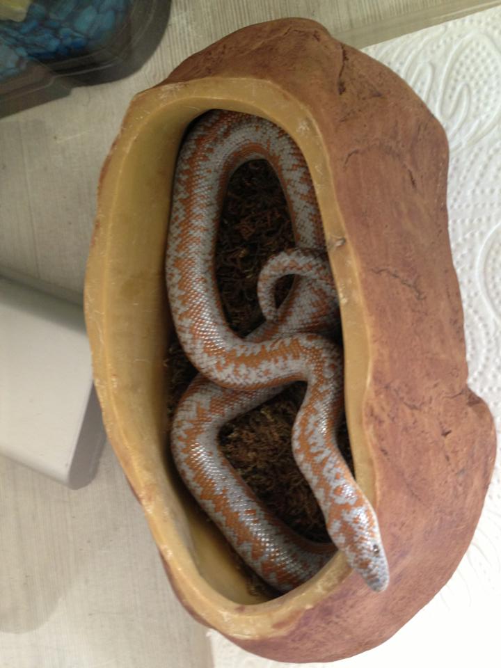 adult male coatal boa