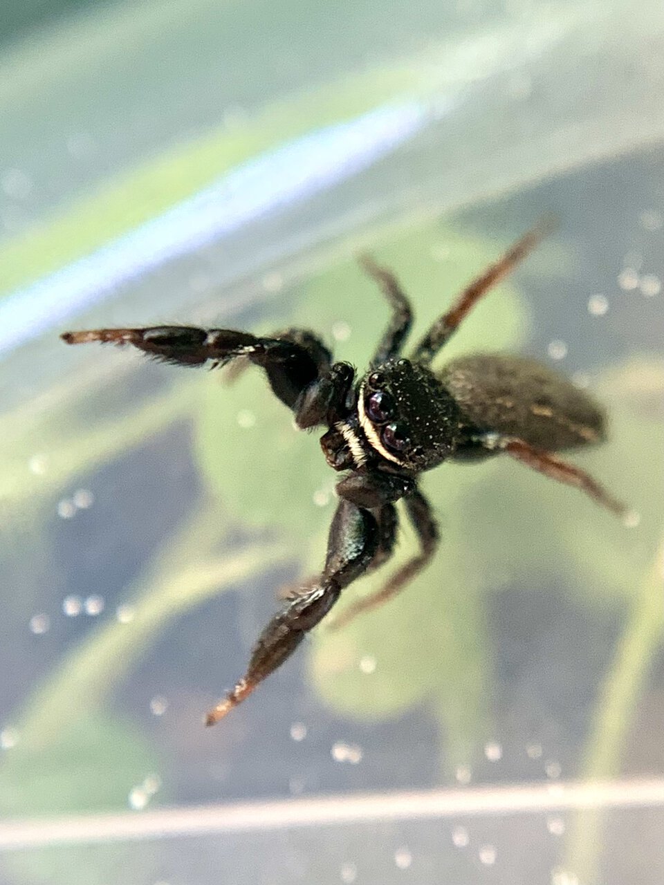 Adult Male Metacyrba taeniola taeniola