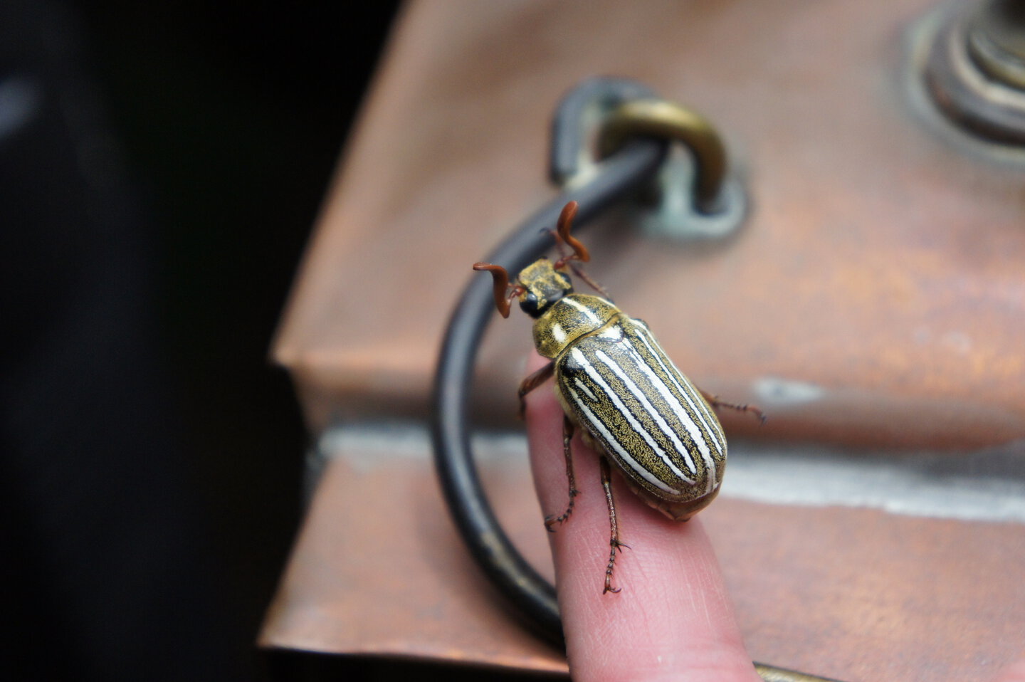 Adult Male  Polyphylla decemlineata / Tenlined June Beetle