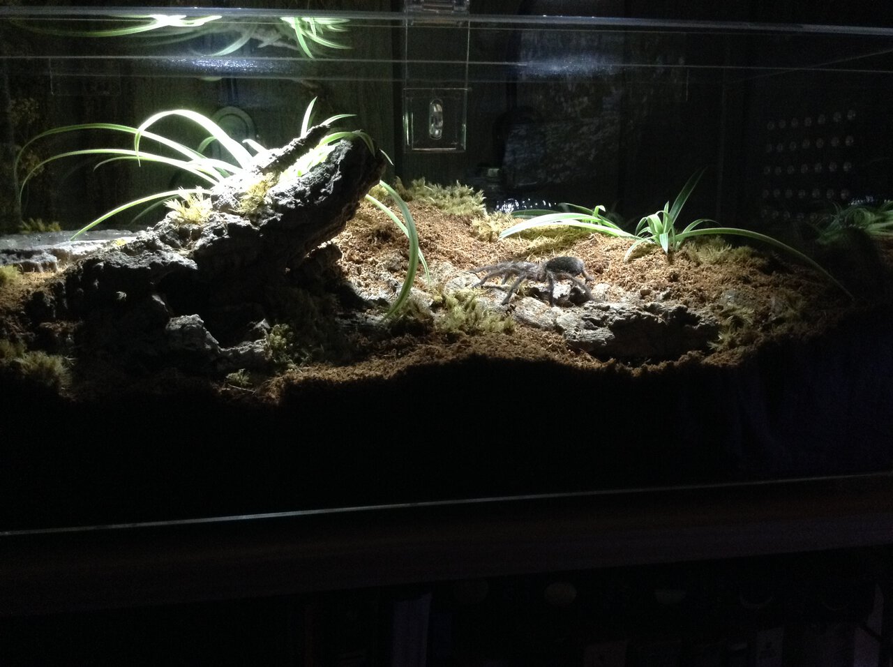 Adult sized, grassland-style planted enclosure for a G. pulchra