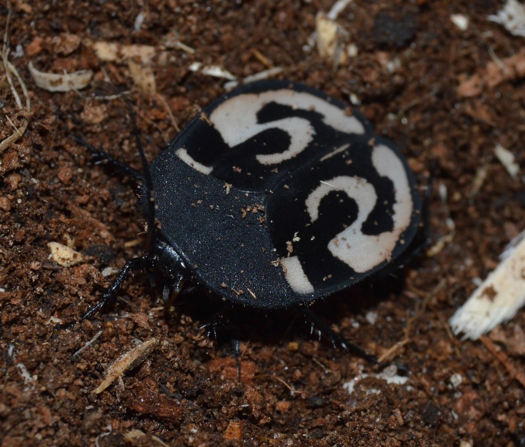 Adult Therea olegrandjeani(Question Mark Roach)