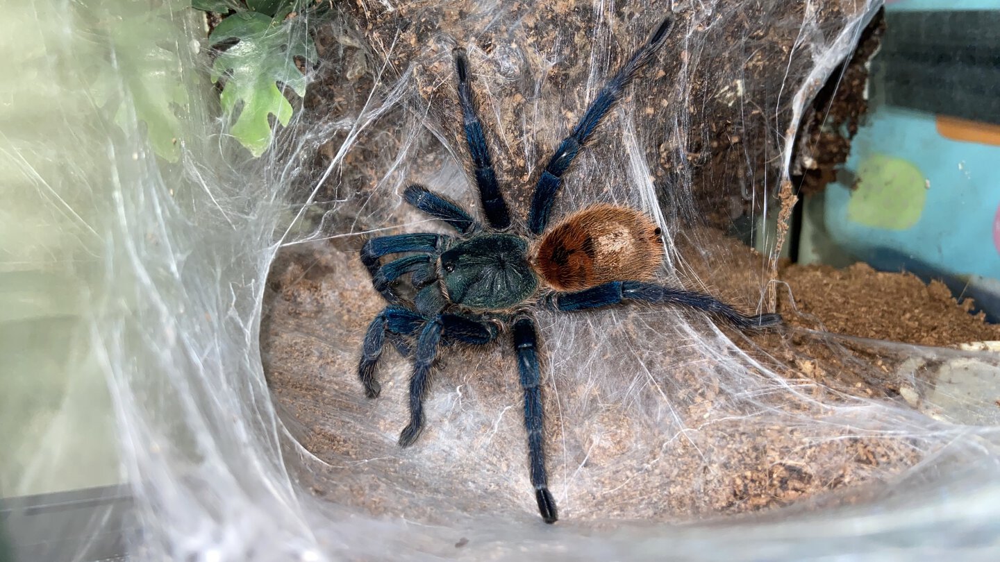 AF Chromatopelma cyaneopubescens