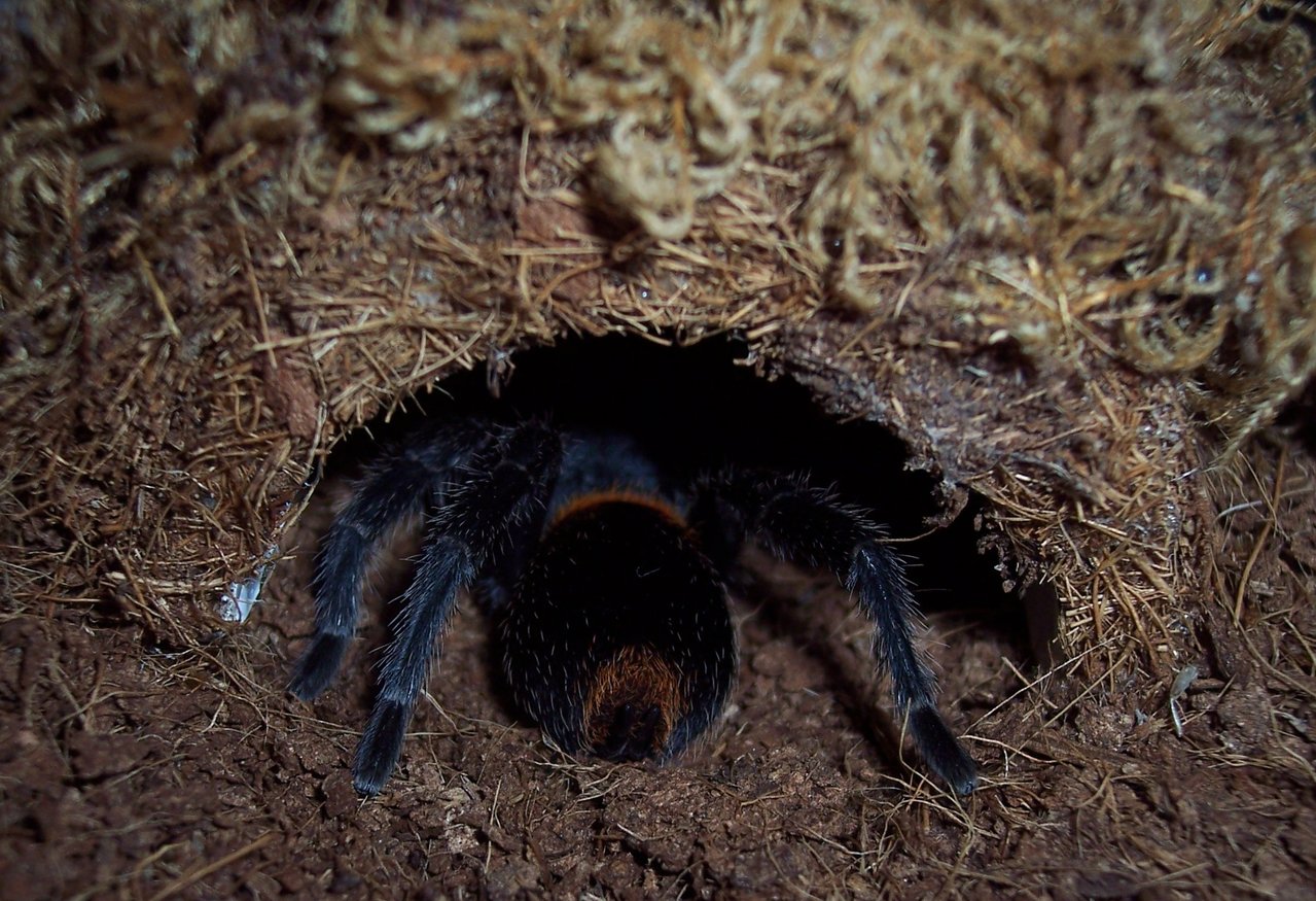 AF  E. sp. Red, Post-Molt