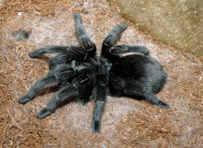 AF G. pulchra