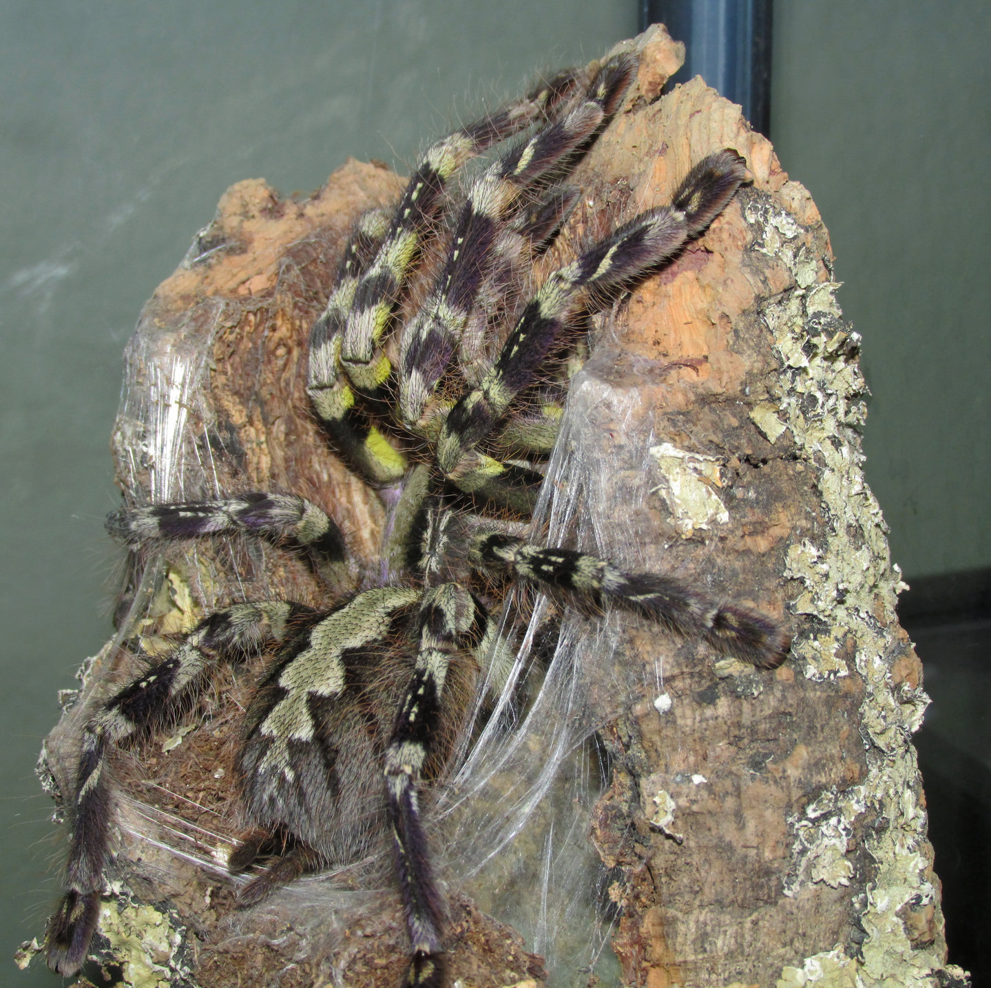 AF P. striata