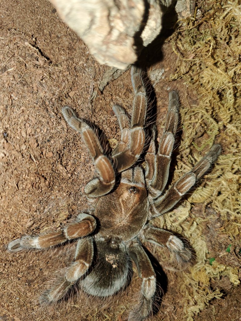 AF Pamphobeteus sp. Platyomma