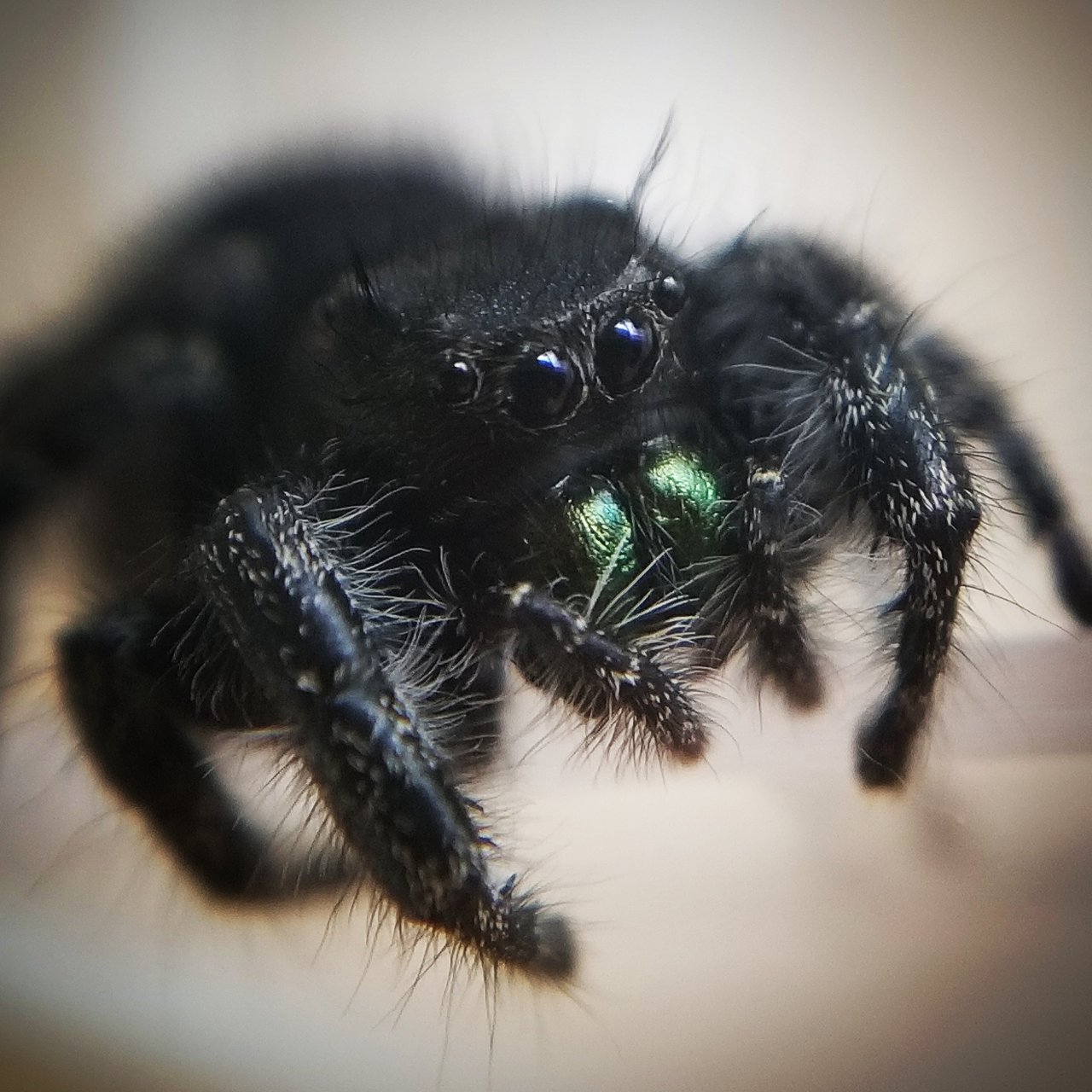 AF Phidippus audax...