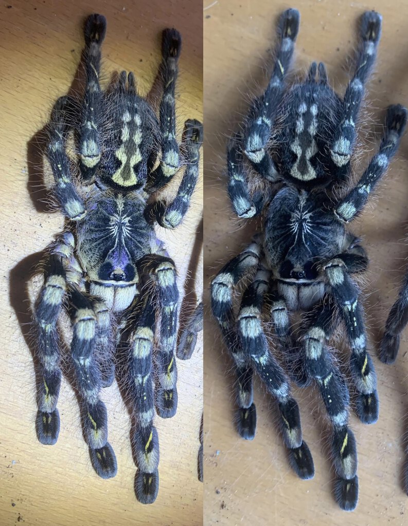 AF Poecilotheria subfusca Highland