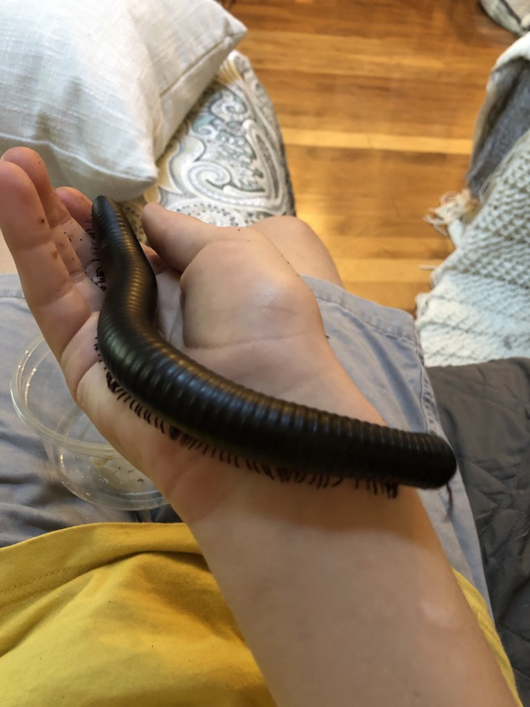 African giant millipede