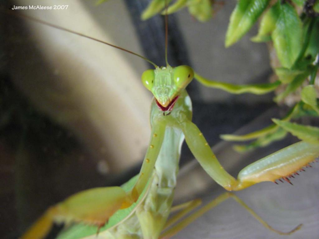 African Mantis
