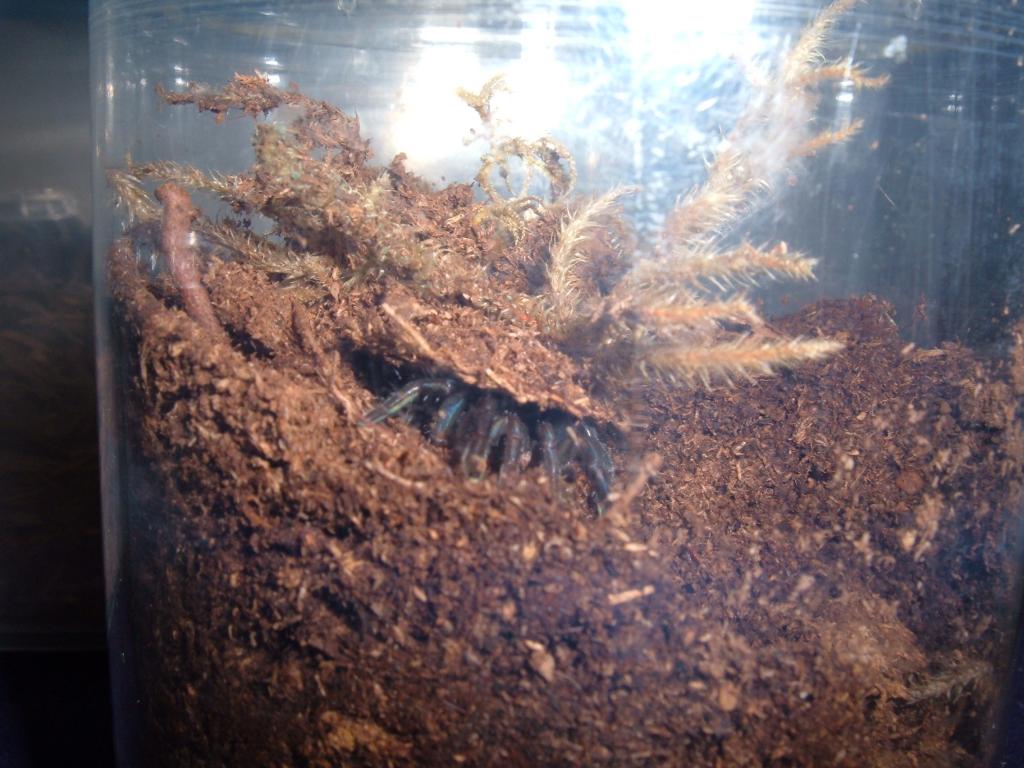 African Silver Brushfooted Trapdoor Spider