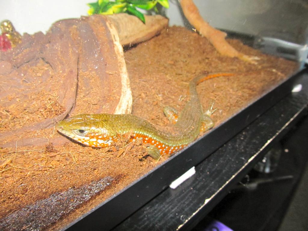 African Skink