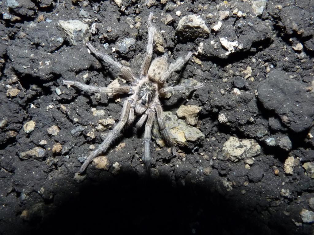 African Spider (southern Ethiopia)?