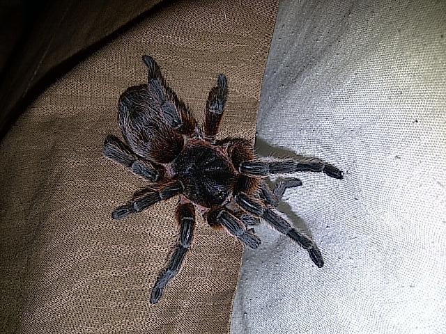 After Her Molt..