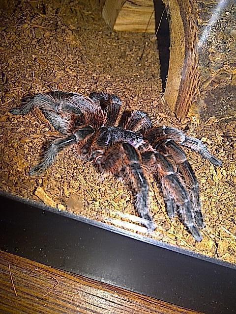 After Her Molt..