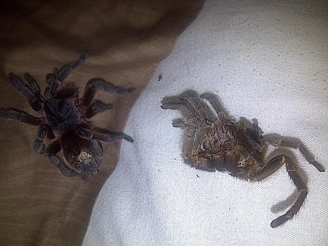 After Her Molt..