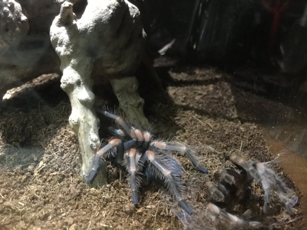 After molting