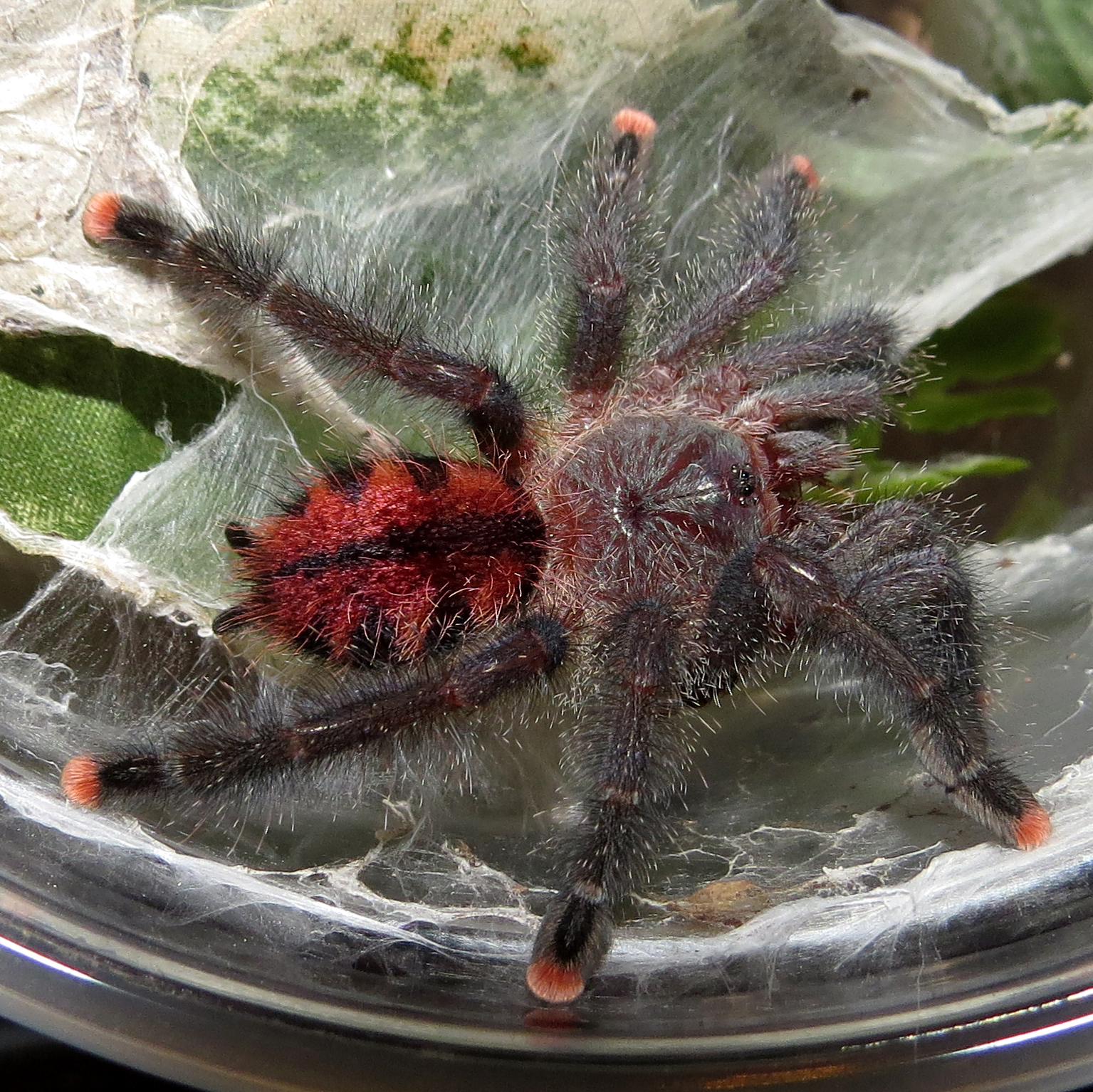After the Hunt (♀ Avicularia avicularia 2.75")