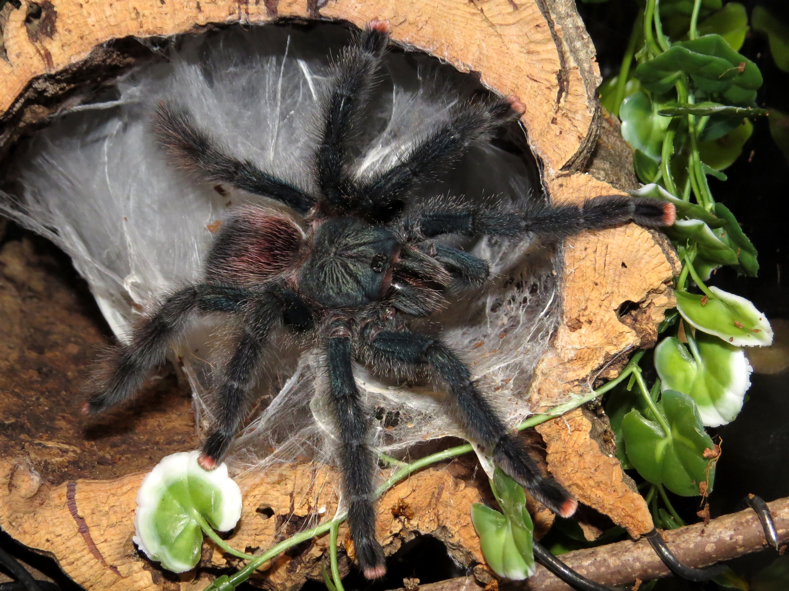 Afternoon Snack on the Porch (♀ Avicularia avicularia 5") 1/2