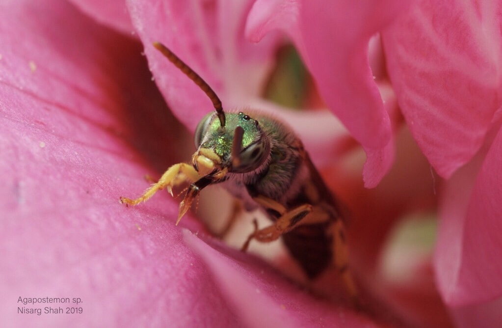 Agapostemon sp.