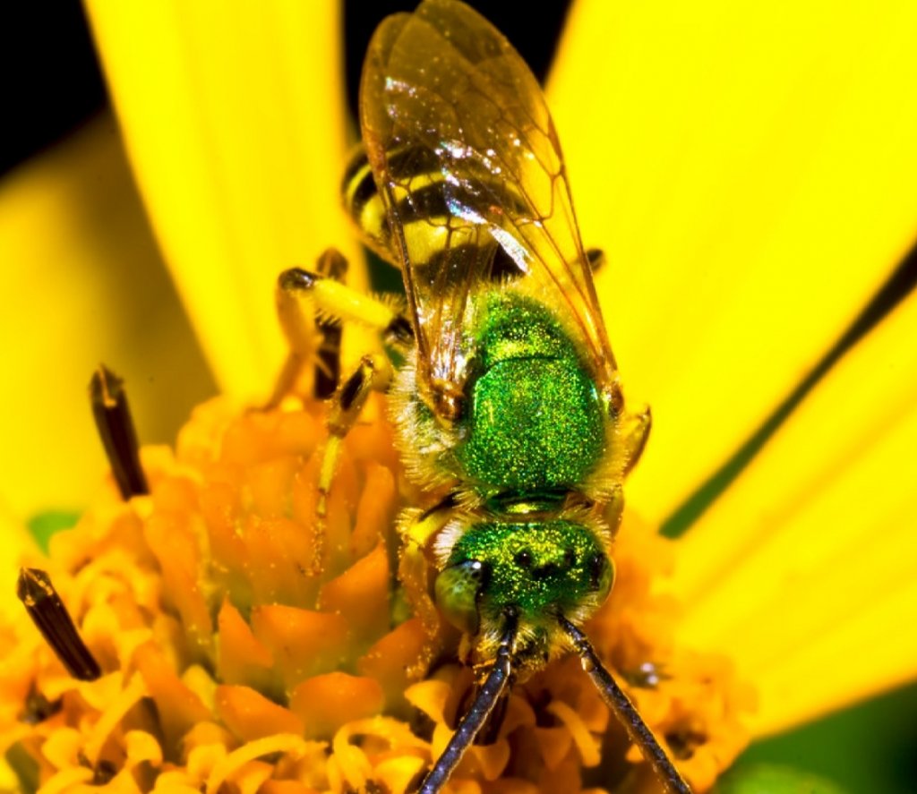 Agapostemon virescens