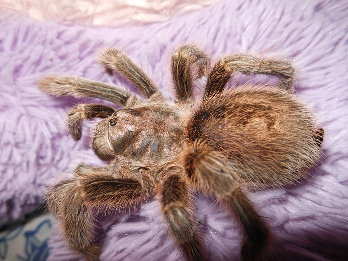 Alazne, G. rosea